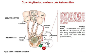 ASTAXANTHIN & OMEGA 3 hỗ trợ làm đẹp da, chống oxy hóa